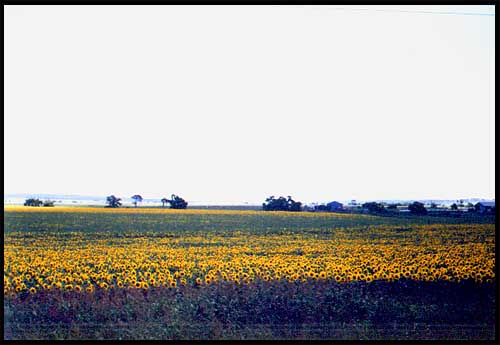 sunflowersbig.jpg (32107 bytes)
