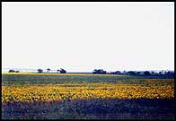 sunflowerssmall.jpg (11675 bytes)