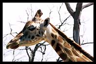 Giraffe at Taronga Zoo
