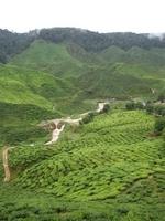 Tea Plantation - Cameron Highlands